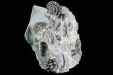 Ammonite (Promicroceras) Cluster - Somerset, England #86229-1